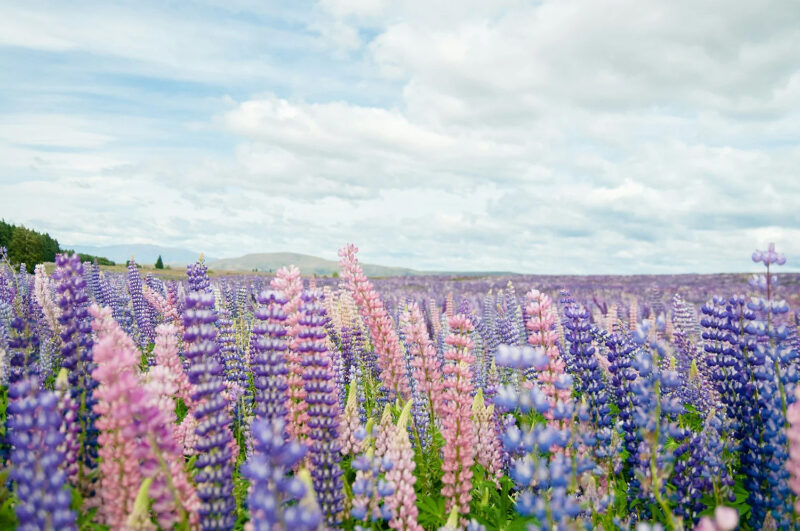 Complex Trauma Therapy in Alaska and Florida